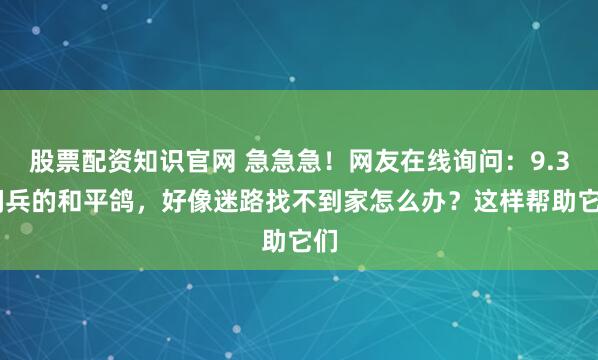 股票配资知识官网 急急急!网友在线询问:9.3 阅兵的和平鸽,好像迷路找不到家怎么办?这样帮助它们